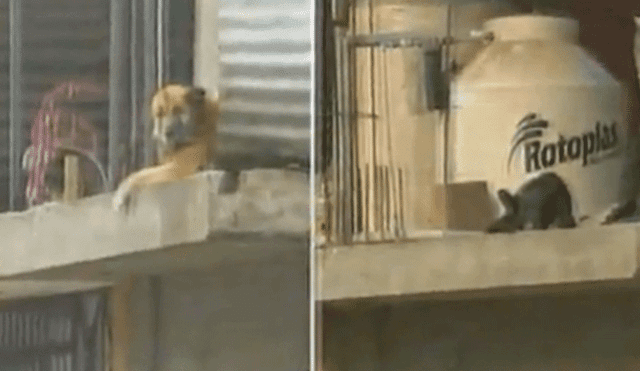 Dramático rescate de perros atrapados en vivienda de Chosica [VIDEO]