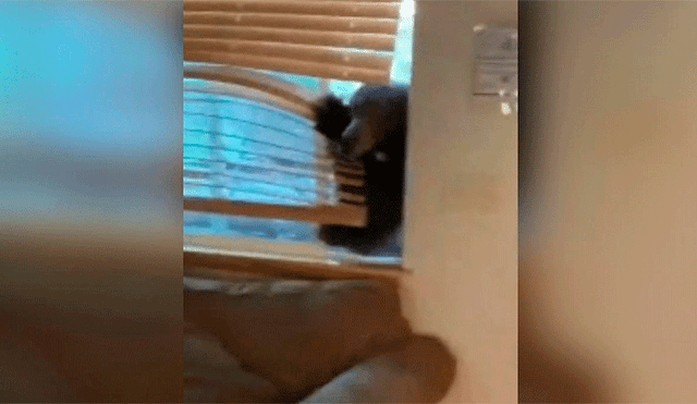 YouTube viral: joven registra el momento exacto en que una despiadada criatura ingresa por la ventana a su casa [VIDEO]