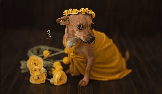 Desliza para ver la sesión fotográfica que se volvió viral en Facebook. Foto: Captura.