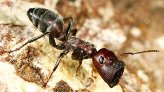 Youtube viral: Hormiga es captada ‘robando’ en una joyería