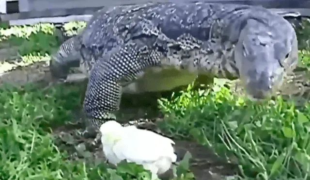 YouTube viral: dragón de komodo devora a un indefenso pollito ante la mirada de su dueño