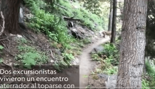 Facebook viral: jóvenes quería acampar dentro de bosque, furioso puma aparece y sucede lo peor [VIDEO]