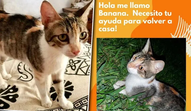 Buscan a gata extraviada en San Borja | Créditos: composición / difusión