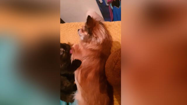 Desliza las imágenes para ver la emotiva escena que protagonizó un perro bebé y un gato. Foto: ViralHog