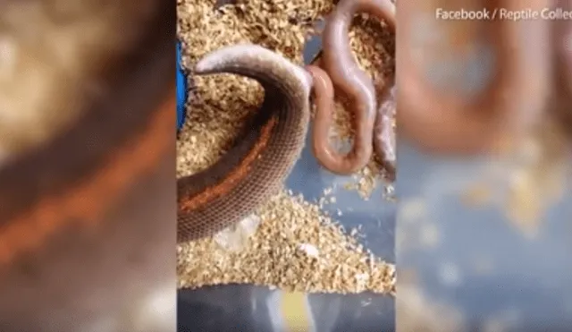 YouTube: escalofriante nacimiento de serpientes sorprende al mundo [VIDEO]