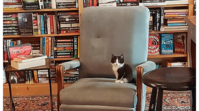 Librería alberga a gatos rescatados y los brinda en adopción [FOTOS]