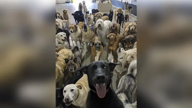 Facebook: Selfie de perros enternece a las redes [FOTO]