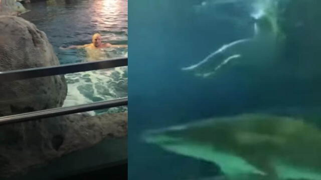 Turista se desnudó y se metió en el acuario de tiburones de Toronto [VIDEO]