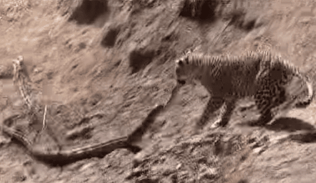 Leopardo y pitón de más de 3 metros se enfrascan en brutal pelea y el final impacta a miles [VIDEO]