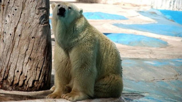 Falleció la osa polar Yupik tras padecer 25 años en un caluroso zoológico de México