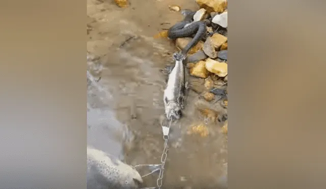YouTube viral: serpiente pelea con pescador para quedarse con su presa y sucede lo insólito [VIDEO] 