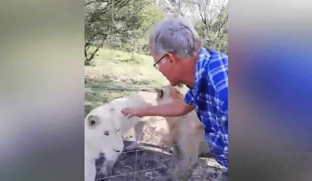 YouTube viral: anciano quiso acariciar melena de león y puso en riesgo su vida [VIDEO]