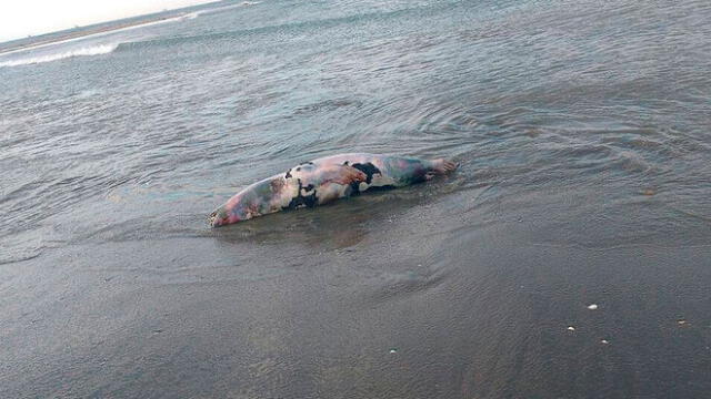 Talara: encuentran más de 15 lobos marinos muertos