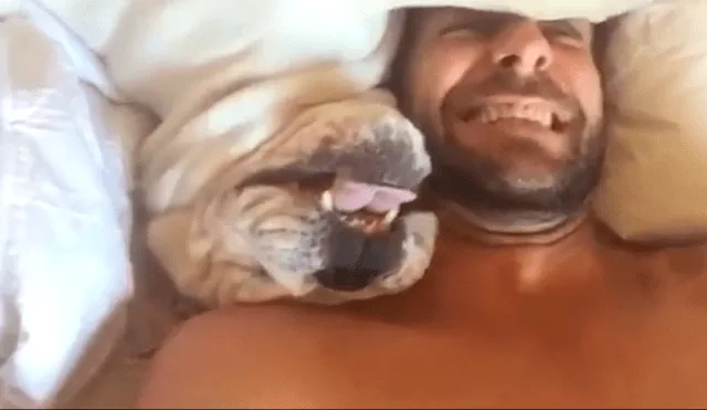 Facebook: perezoso Bulldog se vuelve viral por la insólita forma que tiene para despertar de su siesta [VIDEO]