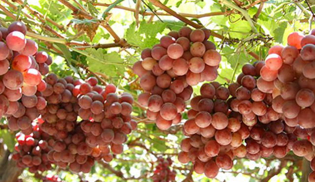 Perú se convirtió en el tercer exportador mundial de uva fresca