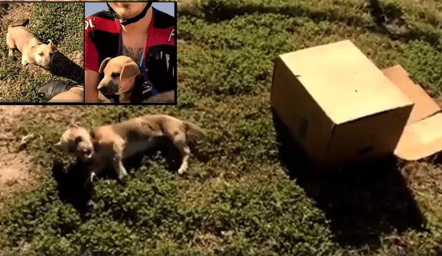 Facebook: abandonan a un perro en una vía y la acción de ciclista conmueve a internautas [VIDEO]