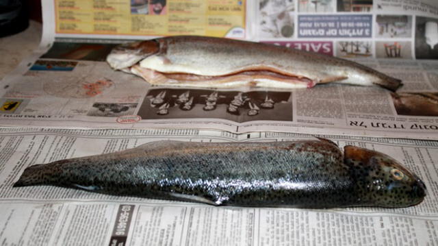 Consumir pescado envuelto en periódico es perjudicial para la salud, advierte sanipes  