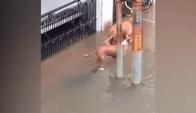 Perros salvan de morir tras realizar un curioso truco y escapar de feroz cocodrilo en inundación [VIDEO]