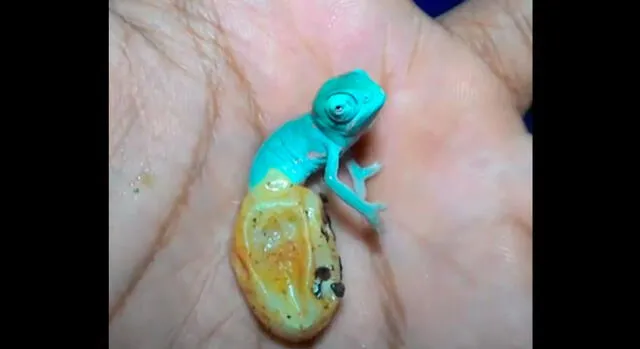 En Instagram, nacimiento de un bebé camaleón sorprende al mundo [VIDEO]