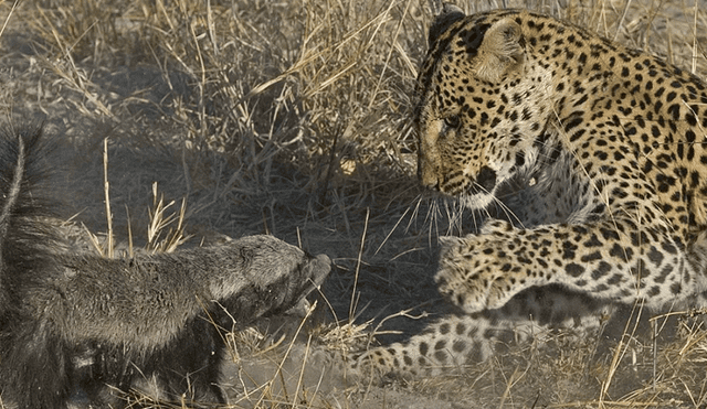 YouTube viral: madre tejón arriesga su vida para proteger a su cría de ser presa de un feroz leopardo [VIDEO]