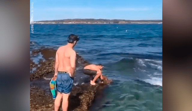 Jóvenes encuentran a tiburón atrapada entre dos piedras, la ayudan y calman su dolor [VIDEO] 