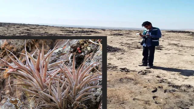 En Tacna más de cien ejemplares de especie floral se perdieron por la basura