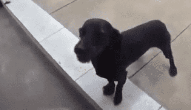 Facebook viral: creyó que perro estaba ‘poseído’ e intentó ‘exorcizarlo’, sin saber que reaccionaría así [VIDEO]