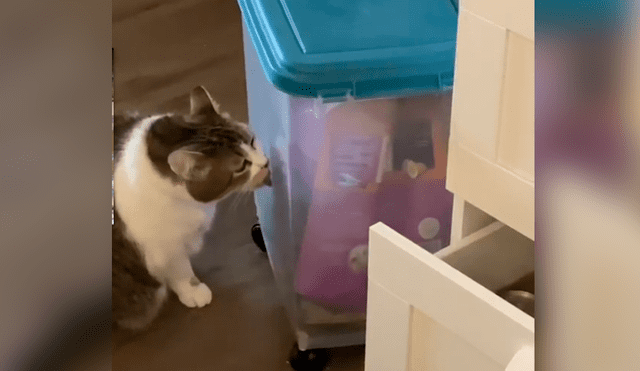 Facebook viral: gato obeso es puesto a dieta y tiene dramática reacción al ver comida