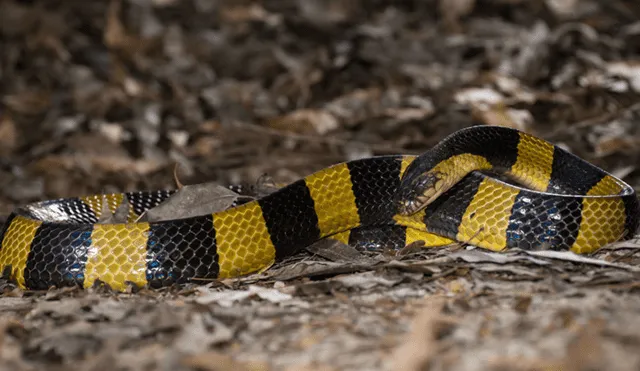 Mujer intentó hacer experimento con serpiente comprada por internet, pero algo salió mal 