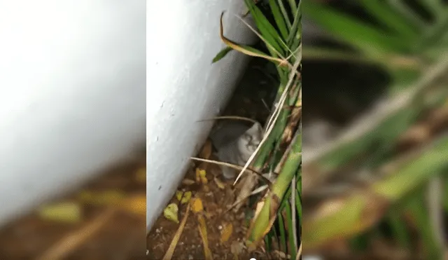 Desliza para ver los detalles de esta historia que se viralizó en Facebook. Foto: Captura.