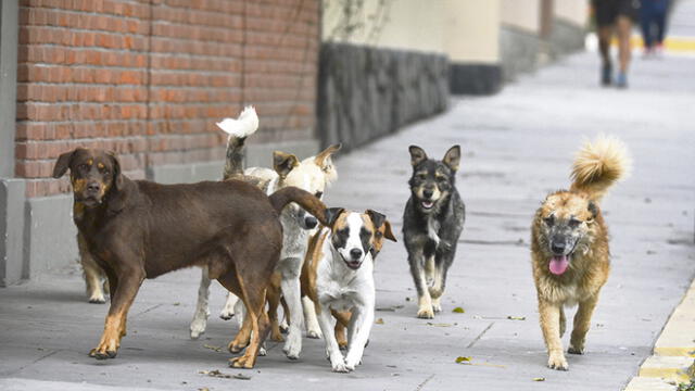 Fiscalías penales investigan a ocho municipios por no controlar canes en distritos 