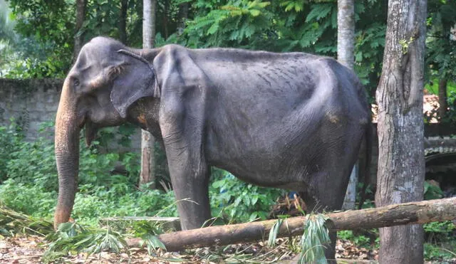Tikiri: una elefanta víctima de maltrato animal fallece a los 70 años