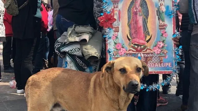 Perritos son abandonados por fieles en la Basílica de la Virgen de Guadalupe 