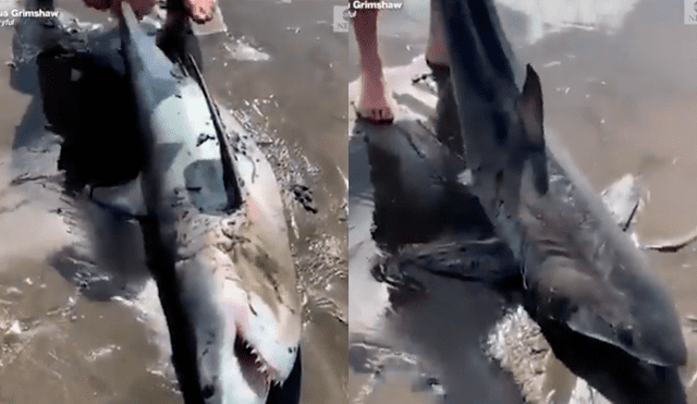 Facebook viral: encuentra tiburón varado en la playa, lo regresa al mar y este revive de forma milagrosa
