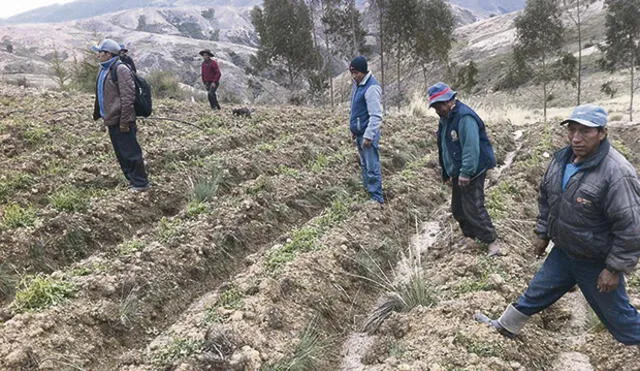 Lluvias y granizada dañan 11 mil hectáreas en Cusco