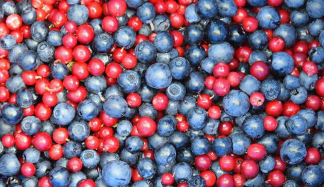 Cinco beneficios del consumo regular de berries