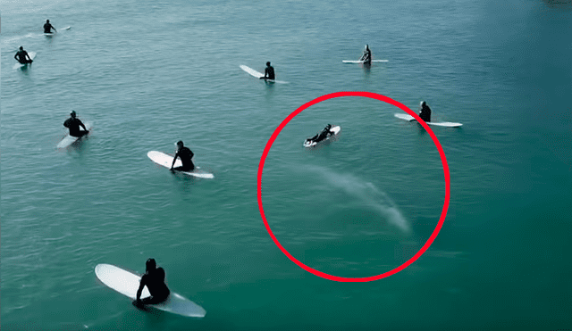 Video es viral en YouTube. Los surfistas no se habían percatado de la presencia del enorme mamífero hasta que lo vieron acercándose peligrosamente hacia ellos