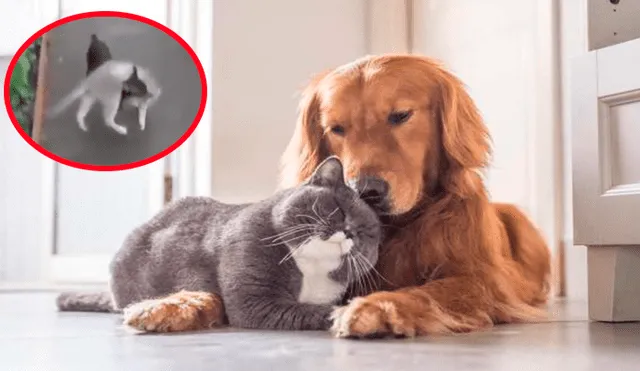 Facebook viral: perro quería evitar una pelea callejera de un gato y lo cargó hasta su casa [VIDEO]