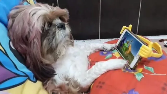 YouTube: perro es captado en el preciso instante que miraba los Teletubbies