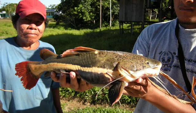 Asháninkas impulsan pesca sostenible en Puerto Bermúdez