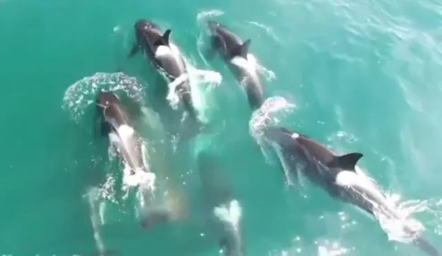 Rusia: Captan brutal ataque de siete orcas para devorar a ballena [VIDEO]