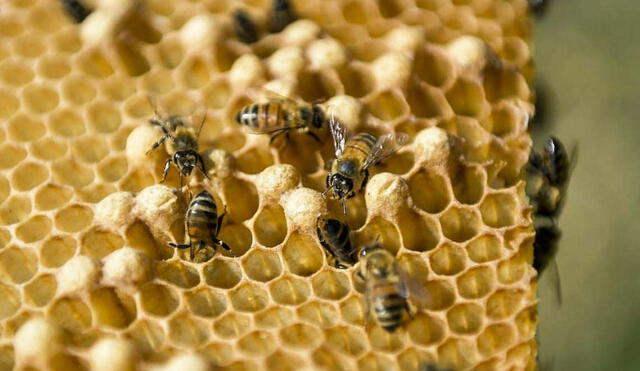 Miel de abejas, panal, colmena, apicultura. Foto: AFP