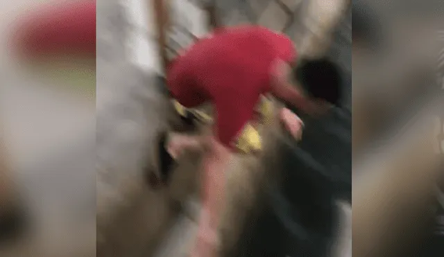 Facebook viral: imprudente turista salta encima de pelícano y usuarios terminan indignados [VIDEO]