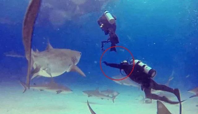 YouTube: instructor detiene ataque de tiburón con impresionante maniobra [VIDEO]