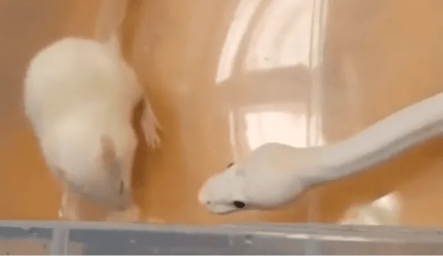 La rata blanca empezó a rascarse la cabeza mientras la depredadora se le acercó. Foto: captura