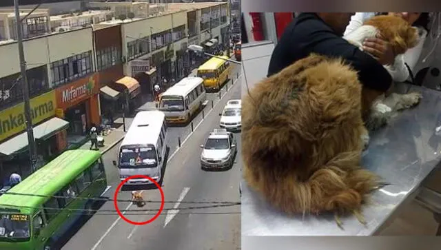 Perrito es atropellado a propósito y se salva de milagro en Tacna [VIDEO]