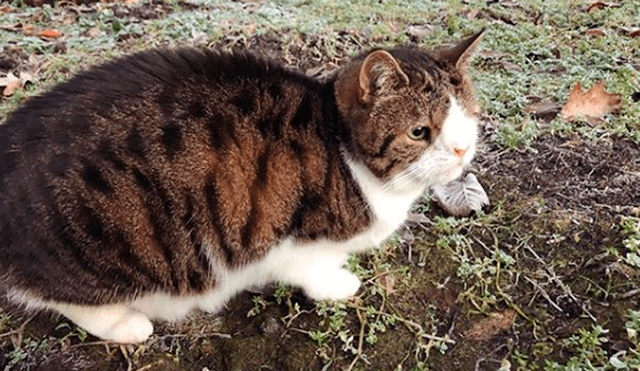Instagram: miles de usuarios conmovidos con la historia de tierno gato con síndrome de Down [FOTOS] 