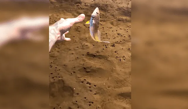Facebook viral: muchacho intenta liberar un pez en el mar, pero un inesperado animal lo arruina todo [VIDEO]