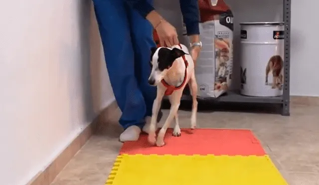 YouTube viral: Perro queda tetrapléjico, lo operan y vuelve a caminar gracias a terapia [VIDEO]