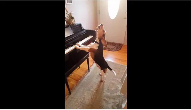 En YouTube, simpático perro toca piano y 'canta' en nuevo hit viral [VIDEO]